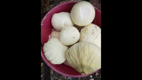 laman ng niyog